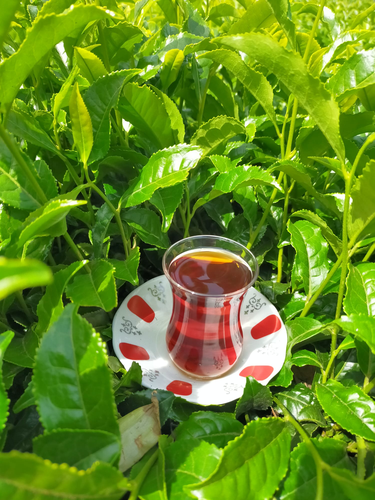Çay Bitkileri Arasında Bir Bardak Çay